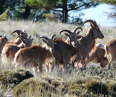 Proponen la caza al rececho de 412 ejemplares de arruí en Sierra Espuña hasta mayo para equilibrar su población